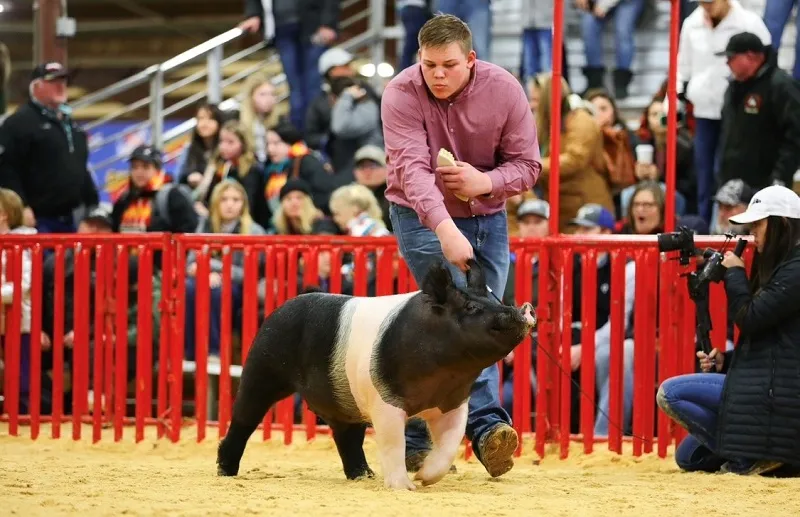 Dr. Lyndi Smart's son in a pig showing show
